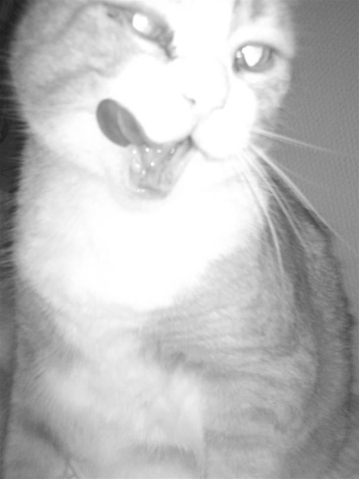 Huskat Oliver - :D billede 8