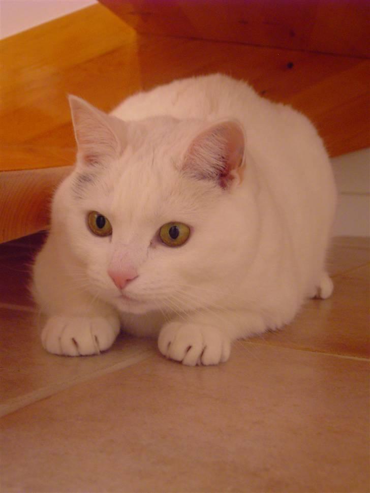 Tyrkisk Angora Lærke - Velkommen til smukke Lærkes profil! (Yndlingsbillede!) billede 1