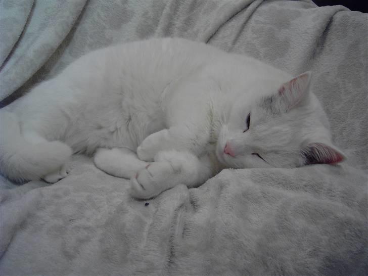 Tyrkisk Angora Lærke - Sådan som man normalt ser Lærke xD billede 2