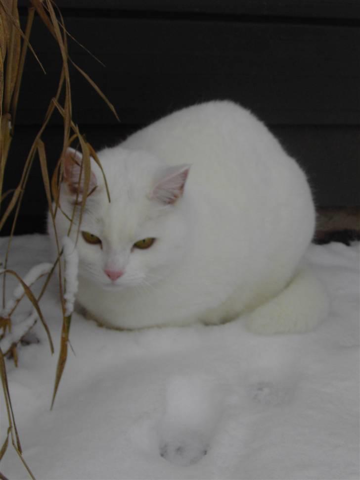 Tyrkisk Angora Lærke - Lærke i sneen 2009 (: billede 3