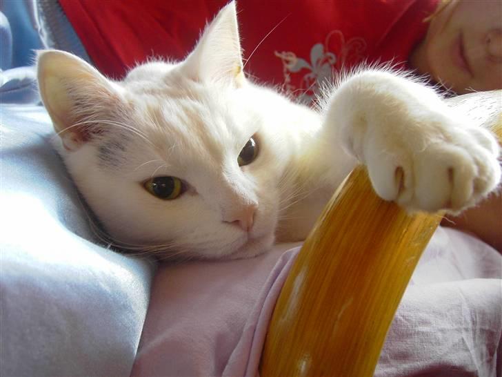 Tyrkisk Angora Lærke billede 4