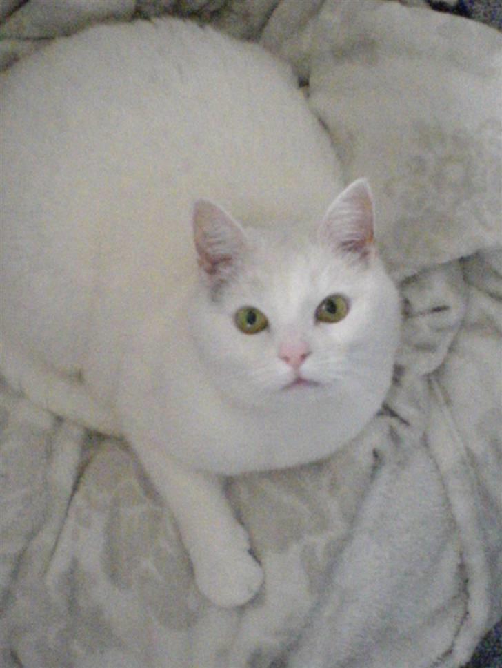 Tyrkisk Angora Lærke - (: <3 billede 5