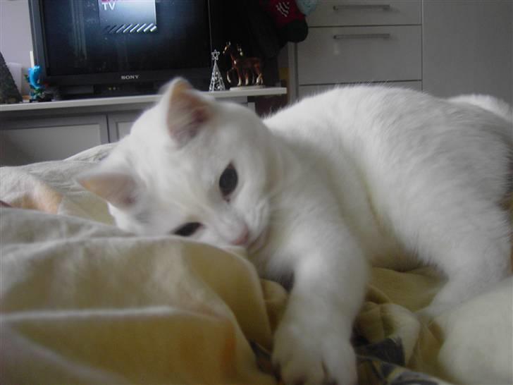 Tyrkisk Angora Lærke billede 7