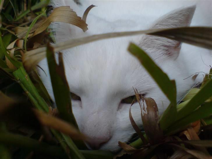 Tyrkisk Angora Lærke billede 8