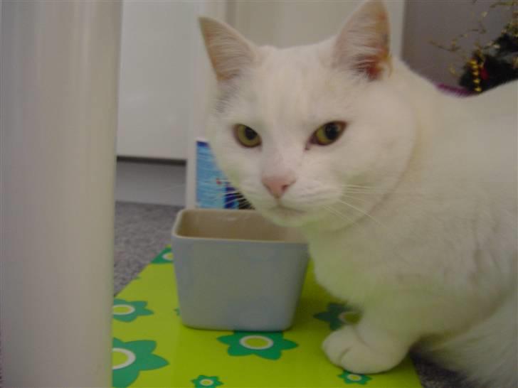 Tyrkisk Angora Lærke billede 9