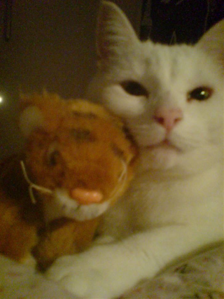 Tyrkisk Angora Lærke billede 10