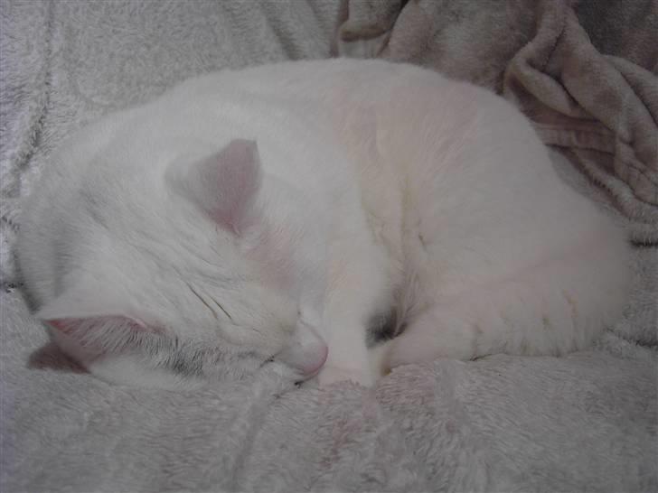 Tyrkisk Angora Lærke - Søde Lærke :´) billede 11