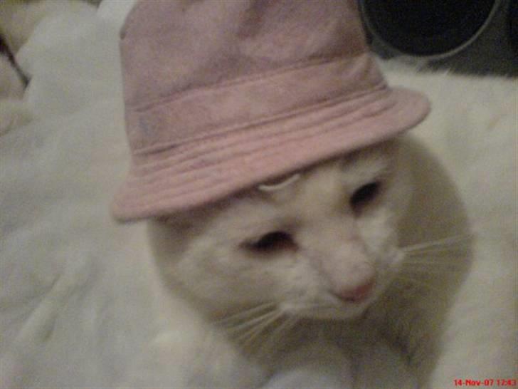 Huskat Malthe billede 18