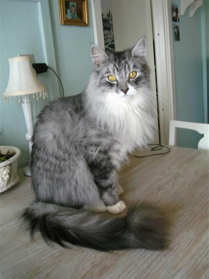 Maine Coon elliott billede 1