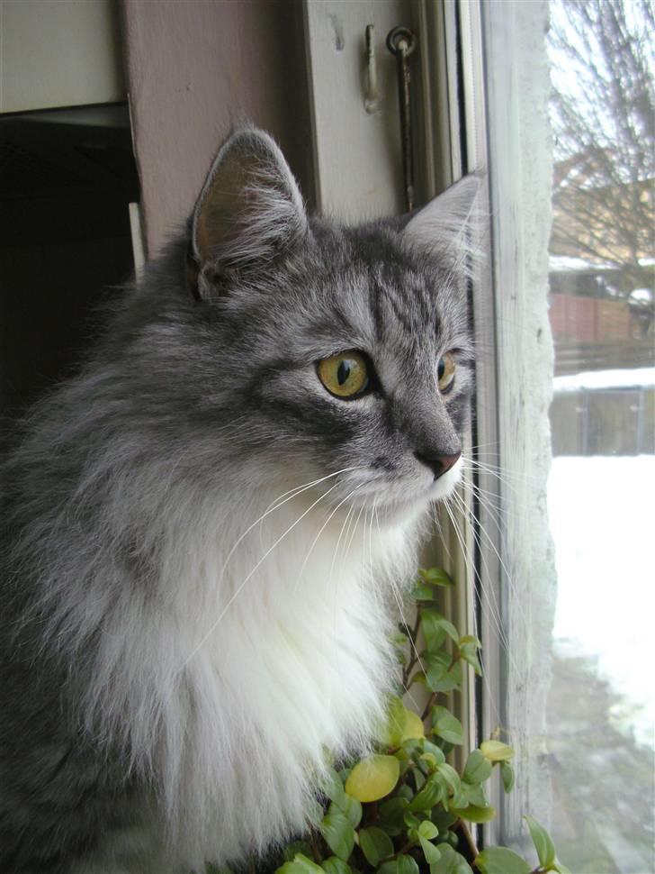 Maine Coon elliott billede 2