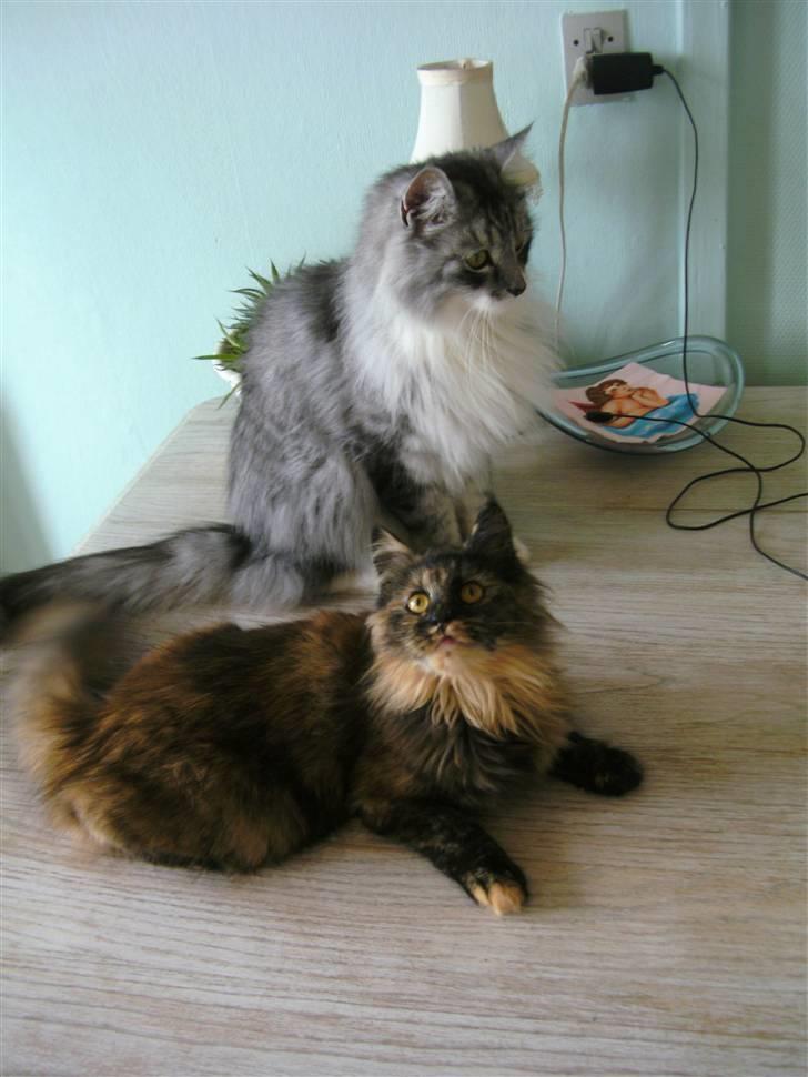 Maine Coon elliott billede 3