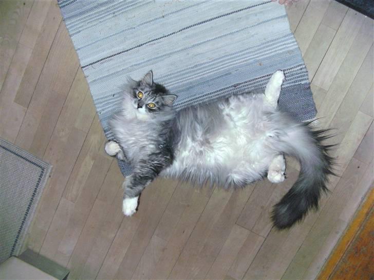 Maine Coon elliott billede 4