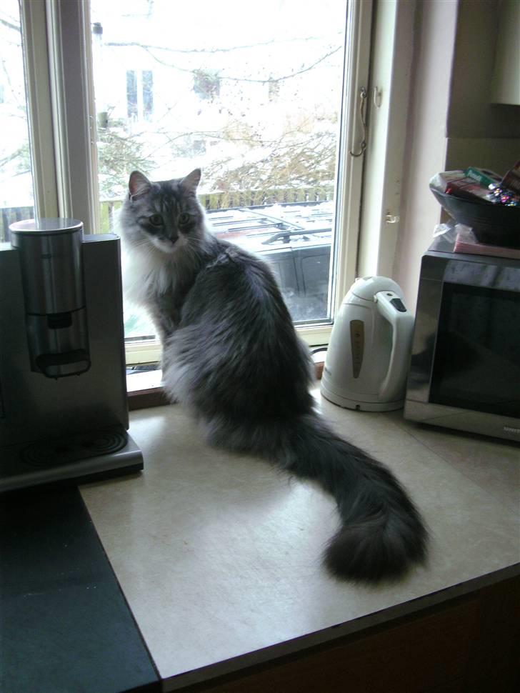 Maine Coon elliott billede 5