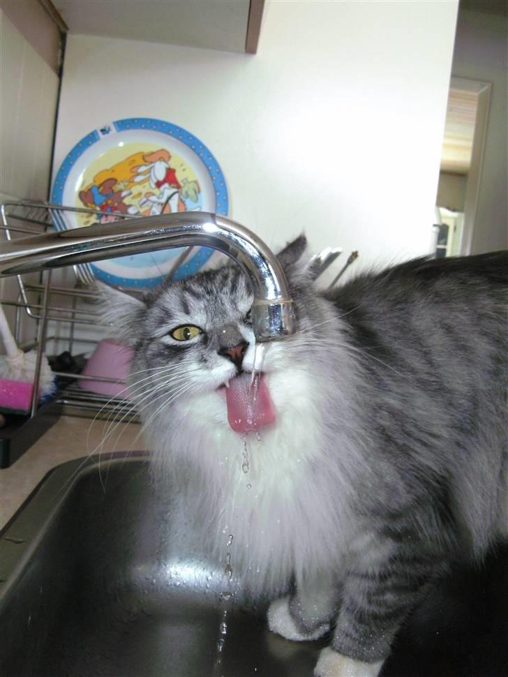 Maine Coon elliott billede 6