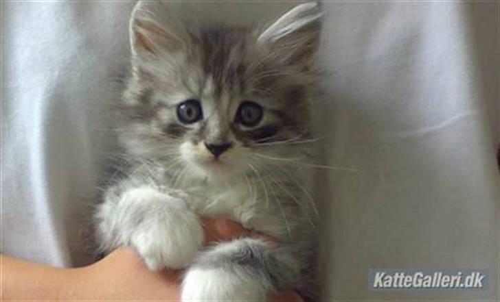 Maine Coon elliott - elliott som killing  billede 7