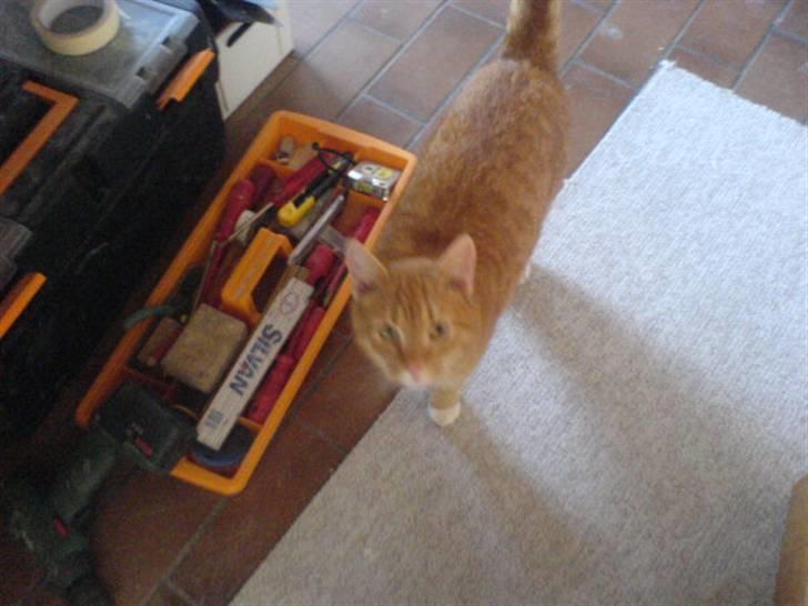 Huskat Bomle billede 1