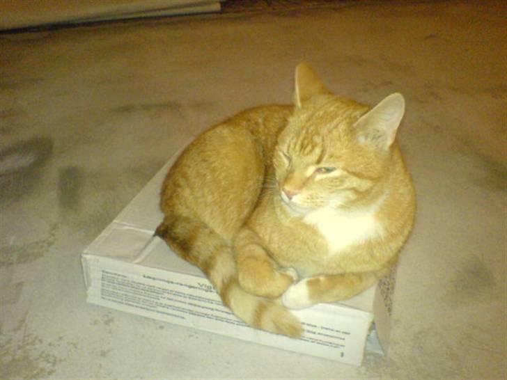 Huskat Bomle billede 2