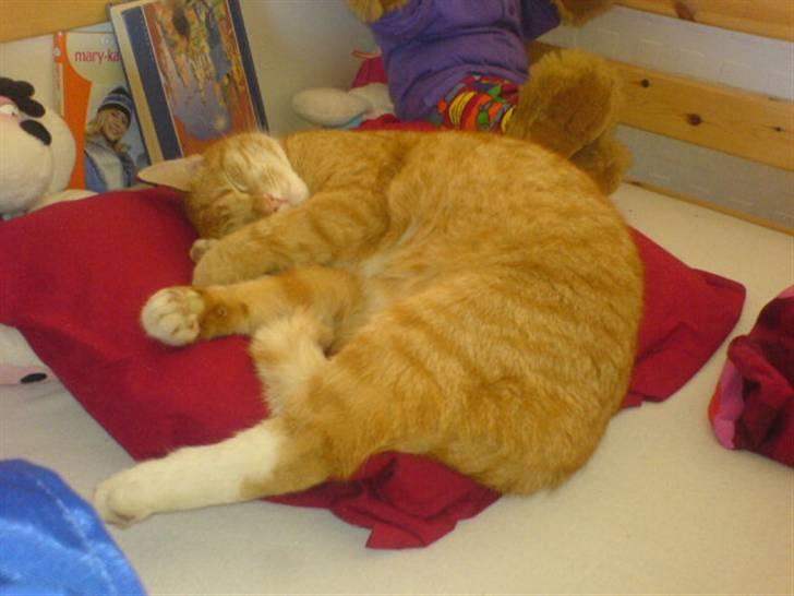 Huskat Bomle billede 3