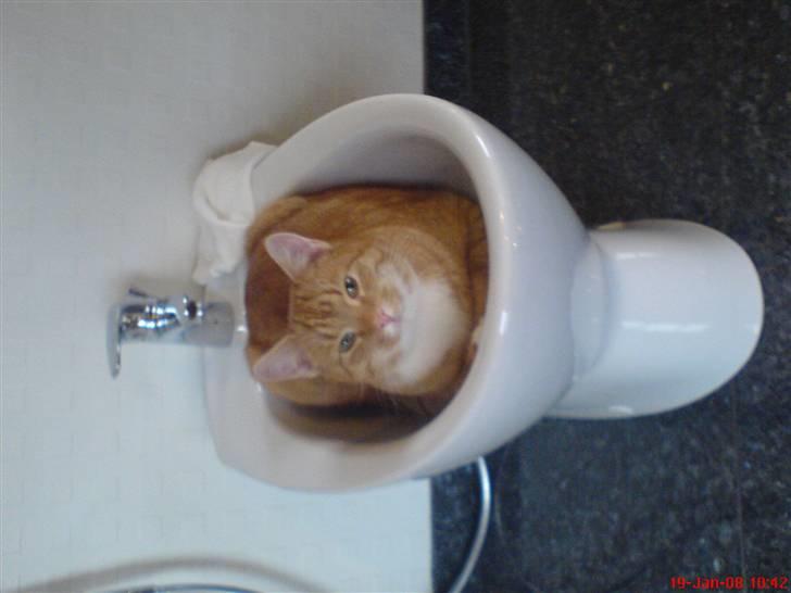 Huskat Bomle billede 4