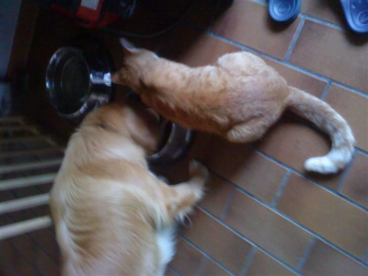 Huskat Bomle billede 5