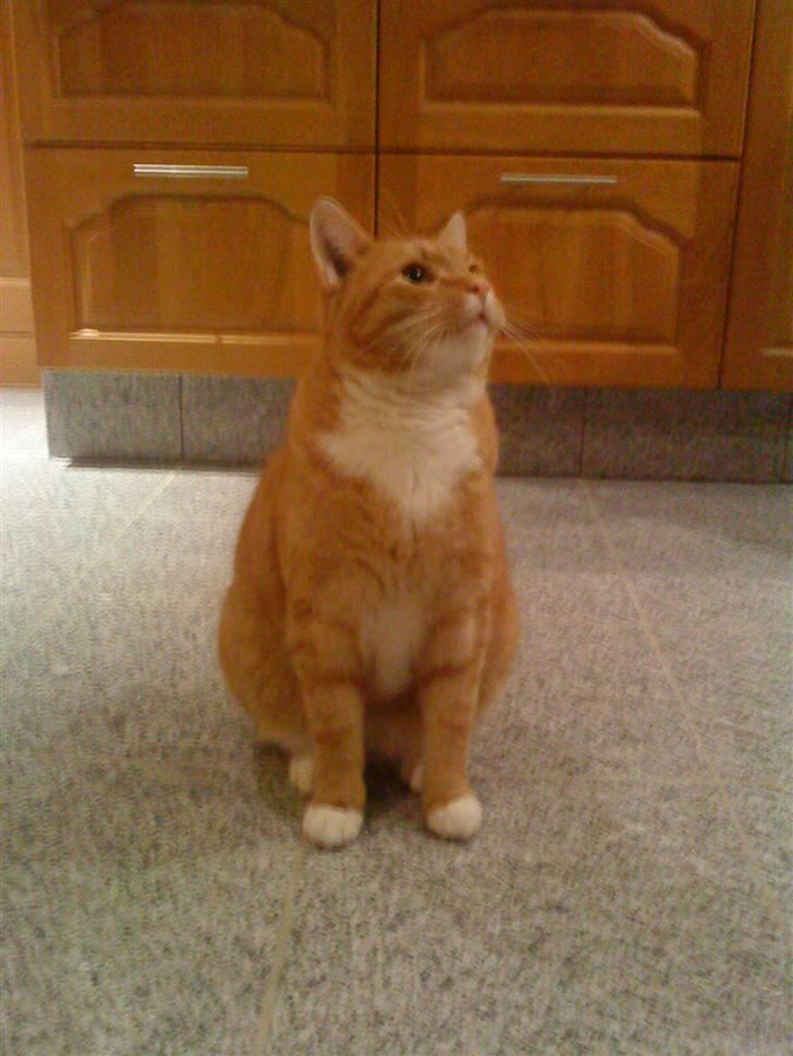 Huskat Bomle billede 6