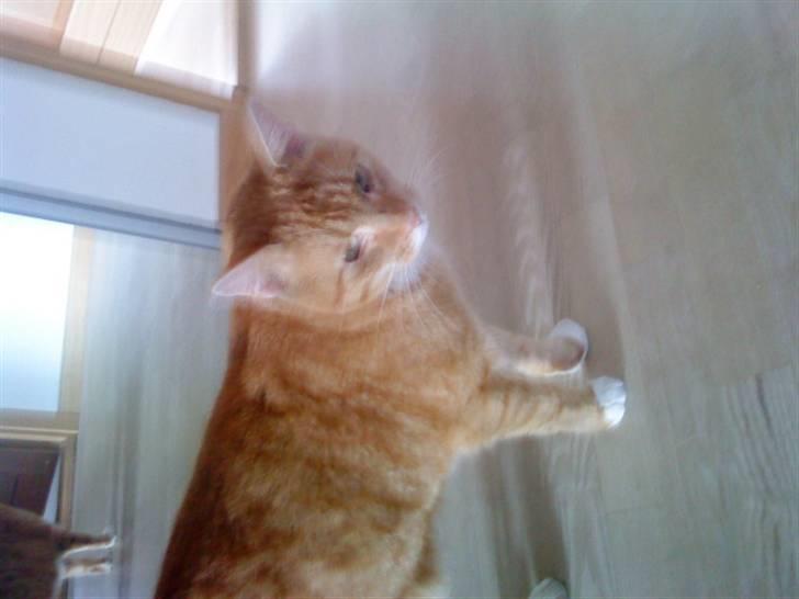 Huskat Bomle billede 7