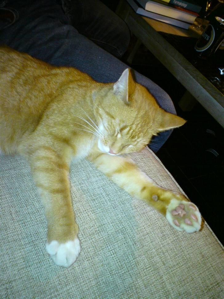 Huskat Bomle billede 8