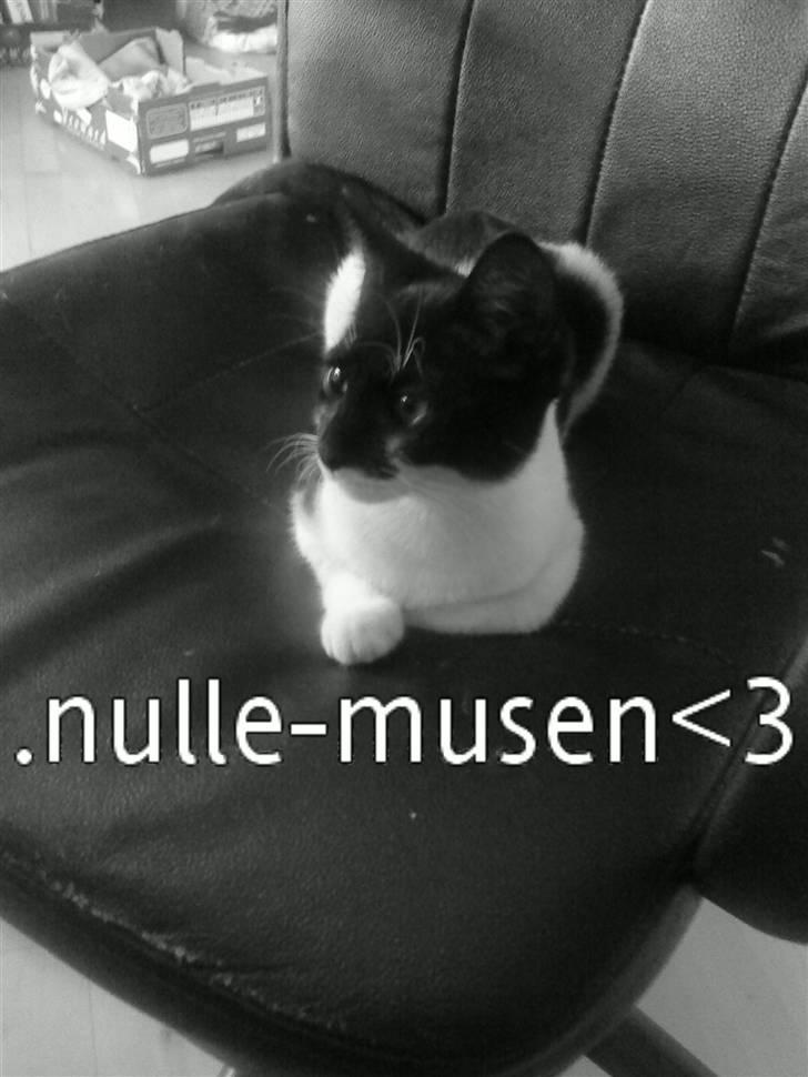 Huskat Nulle billede 1