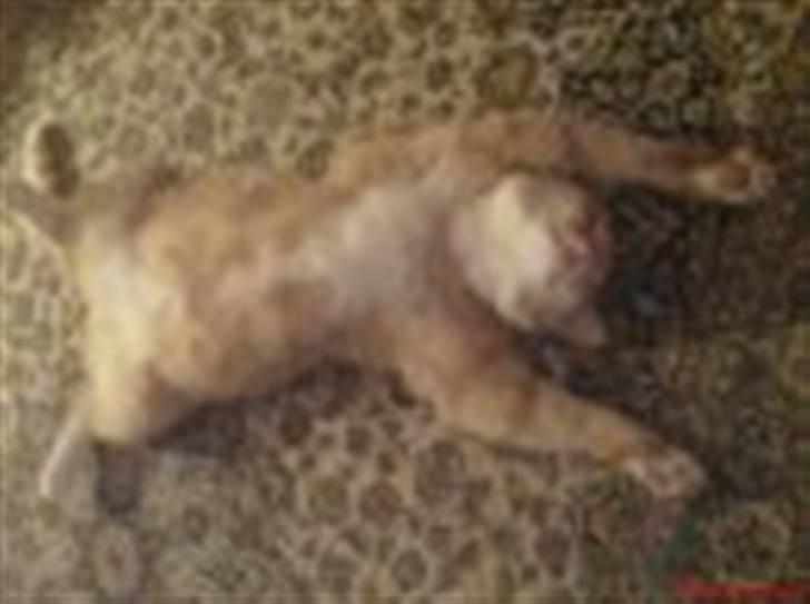 Huskat Bomle billede 9