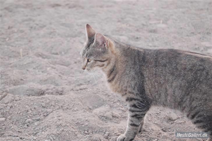 Blanding af racer Dychess - KM - Foto billede 14