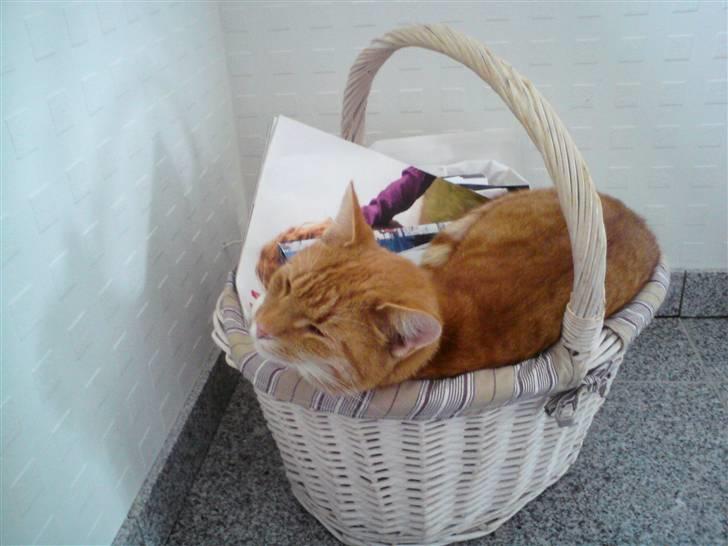 Huskat Bomle billede 10