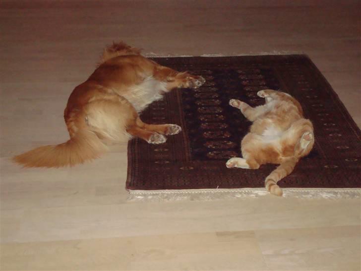 Huskat Bomle billede 11