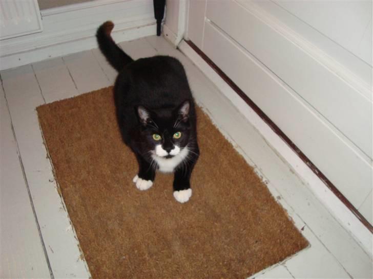 Huskat Sylvester (Pølle) - Sylle nu blevet lidt større, og tak fordi i kiggede (flere billeder kommer(:) billede 16