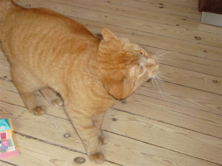 Huskat Pino - Pino der ryster på hoved billede 15