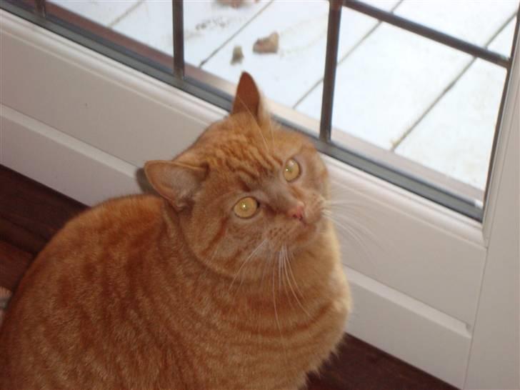 Huskat Pino - Pino der vil ud billede 16