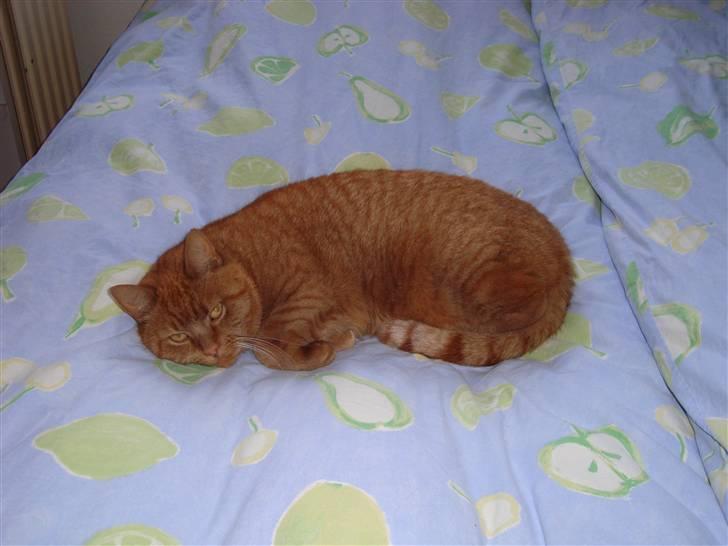 Huskat Pino - sovene Pino billede 17