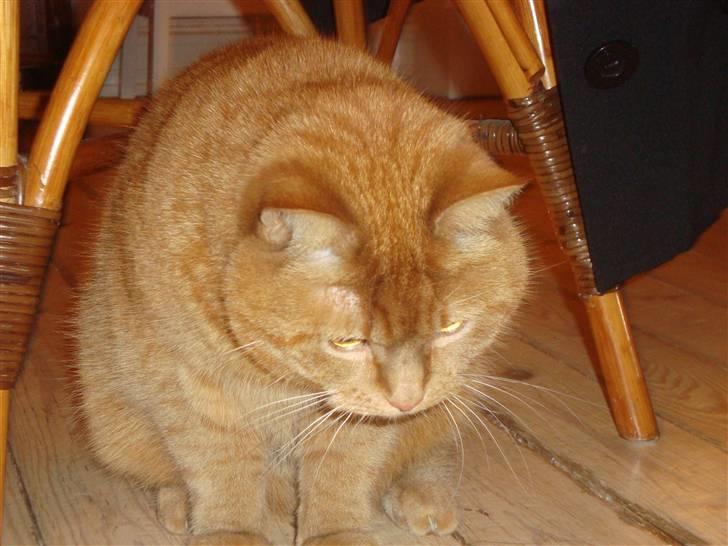 Huskat Pino - Pino der er legesyg billede 18