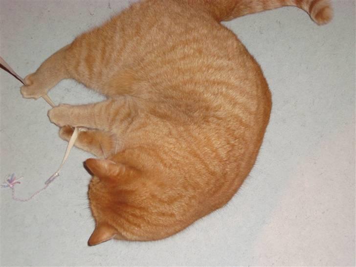 Huskat Pino - Pino der er legesyg billede 19