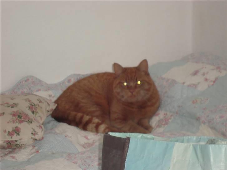 Huskat Pino - Pino der slapper billede 20