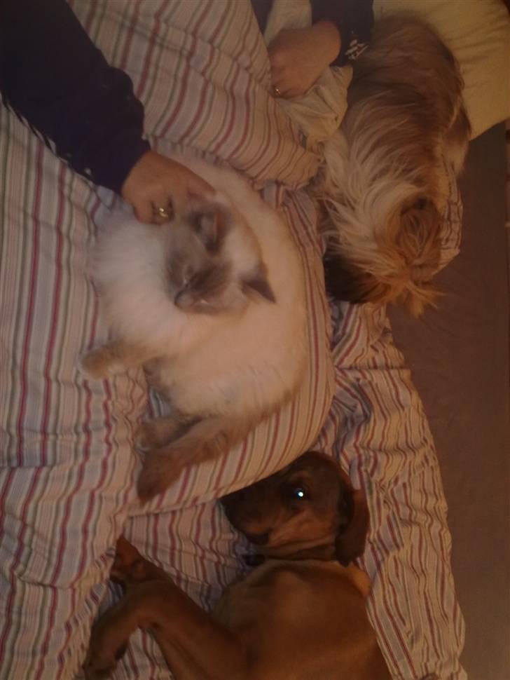 Ragdoll Svend billede 9