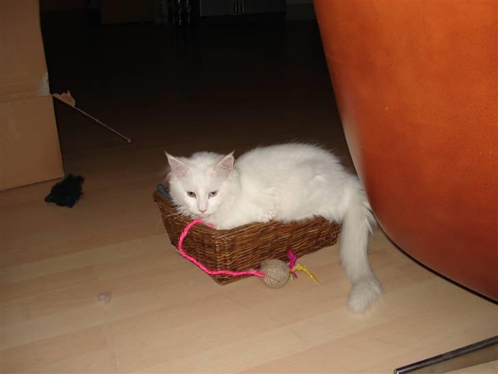 Maine Coon mille  billede 8