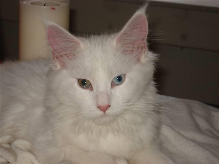 Maine Coon mille  billede 9