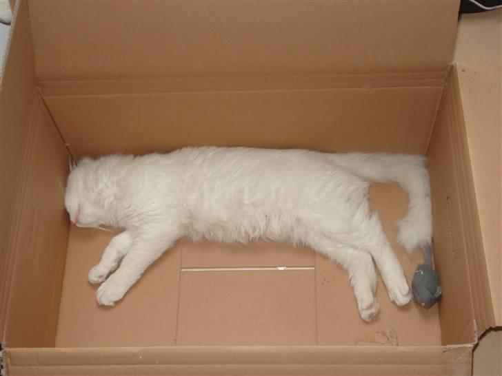 Maine Coon mille  billede 10