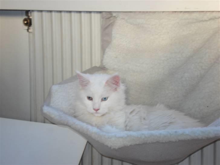 Maine Coon mille  billede 11