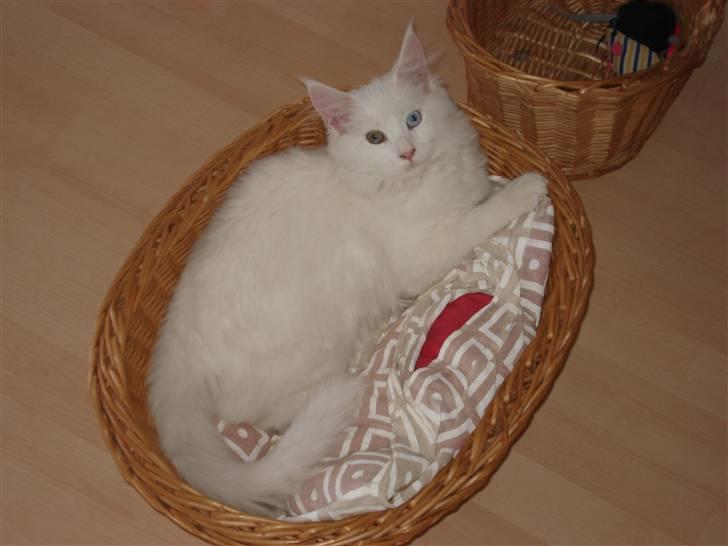 Maine Coon mille  billede 12