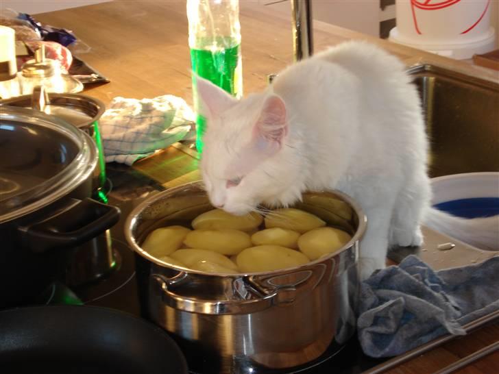 Maine Coon mille  billede 13