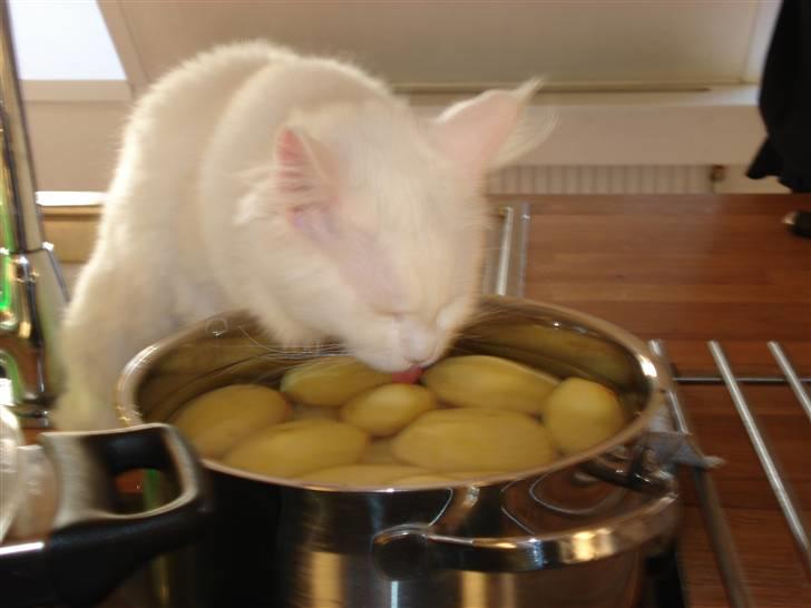 Maine Coon mille  billede 14