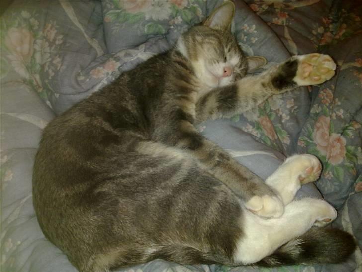 Huskat Pusling (gåde hjemme fra) - åhh jeg er bare så træt efter 2 lange timer i sneen billede 6