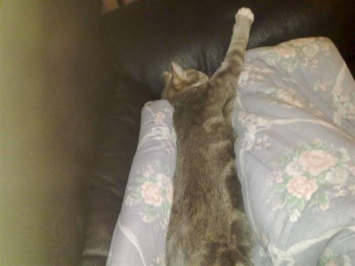 Huskat Pusling (gåde hjemme fra) - se jeg kan osse blive lang billede 7