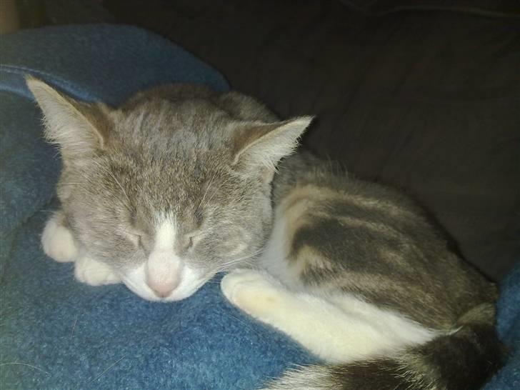 Huskat Pusling (gåde hjemme fra) - her sover jeg på fars mave billede 8